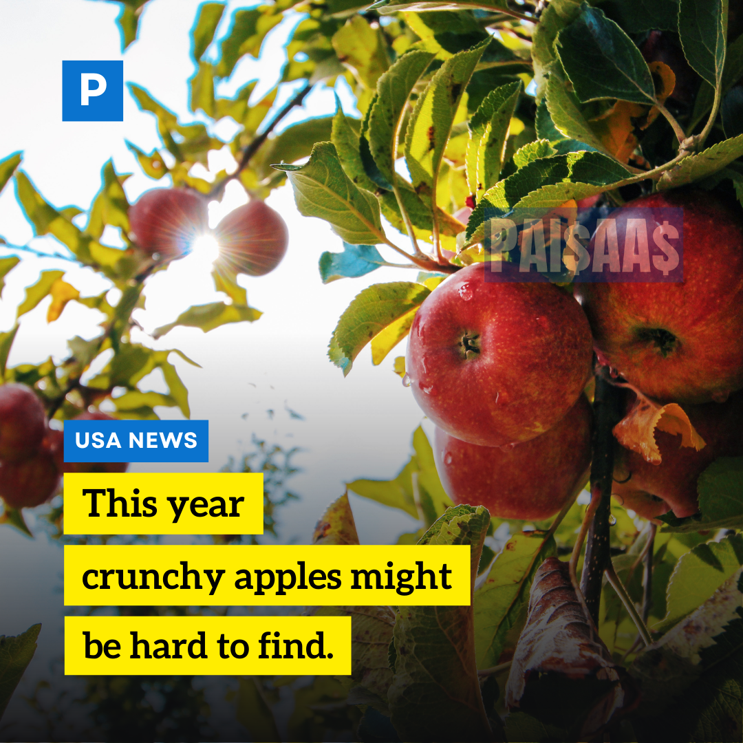 This year, crunchy apples might be hard to find.